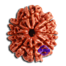 Load image into Gallery viewer, 8 Mukhi Nepalese Rudraksha - Bead No. 364
