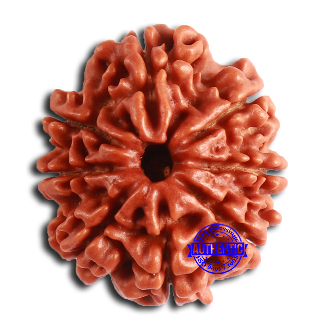 8 Mukhi Nepalese Rudraksha - Bead No. 364