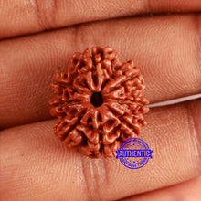 Load image into Gallery viewer, 8 Mukhi Nepalese Rudraksha - Bead No. 364
