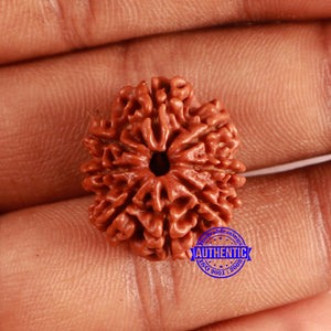 8 Mukhi Nepalese Rudraksha - Bead No. 364