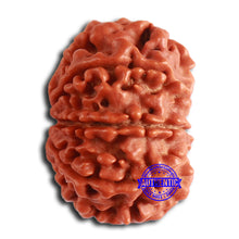 Load image into Gallery viewer, 8 Mukhi Nepalese Rudraksha - Bead No. 364
