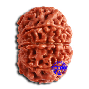 8 Mukhi Nepalese Rudraksha - Bead No. 364