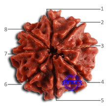 Load image into Gallery viewer, 8 Mukhi Nepalese Rudraksha - Bead No. 365
