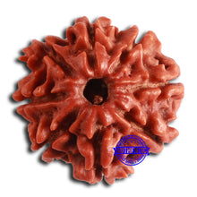 Load image into Gallery viewer, 8 Mukhi Nepalese Rudraksha - Bead No. 365
