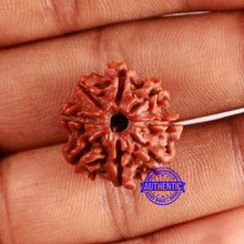 Load image into Gallery viewer, 8 Mukhi Nepalese Rudraksha - Bead No. 365
