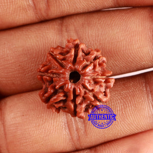 8 Mukhi Nepalese Rudraksha - Bead No. 365