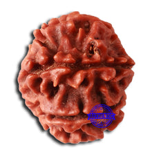 Load image into Gallery viewer, 8 Mukhi Nepalese Rudraksha - Bead No. 365
