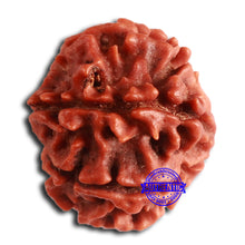 Load image into Gallery viewer, 8 Mukhi Nepalese Rudraksha - Bead No. 365
