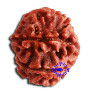 8 Mukhi Nepalese Rudraksha - Bead No. 365