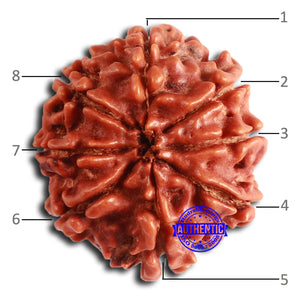 8 Mukhi Nepalese Rudraksha - Bead No. 372