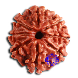 8 Mukhi Nepalese Rudraksha - Bead No. 372