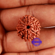 Load image into Gallery viewer, 8 Mukhi Nepalese Rudraksha - Bead No. 372
