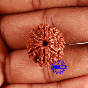 8 Mukhi Nepalese Rudraksha - Bead No. 372