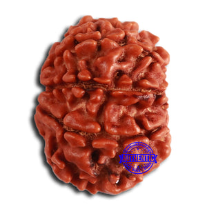 8 Mukhi Nepalese Rudraksha - Bead No. 372