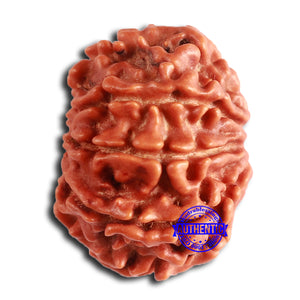 8 Mukhi Nepalese Rudraksha - Bead No. 372