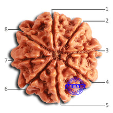 Load image into Gallery viewer, 8 Mukhi Nepalese Rudraksha - Bead No. 373
