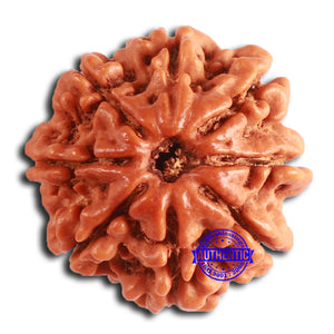 8 Mukhi Nepalese Rudraksha - Bead No. 373