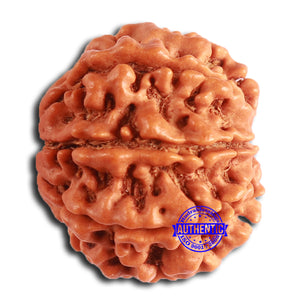 8 Mukhi Nepalese Rudraksha - Bead No. 373