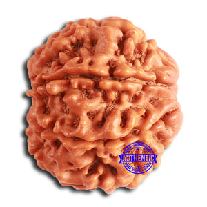 8 Mukhi Nepalese Rudraksha - Bead No. 373