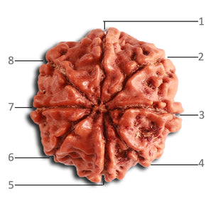 8 Mukhi Nepalese Rudraksha - Bead No. 374