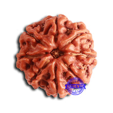 Load image into Gallery viewer, 8 Mukhi Nepalese Rudraksha - Bead No. 374
