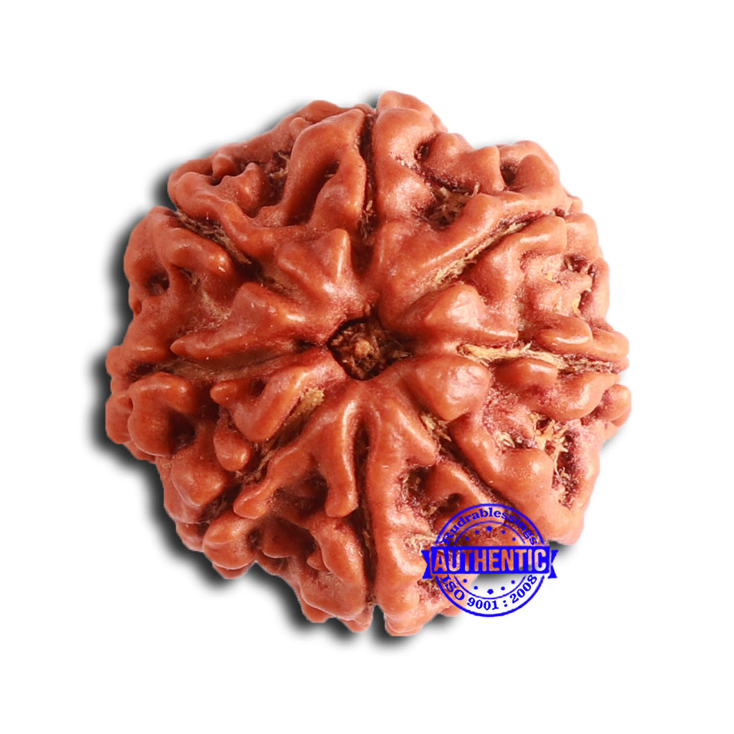 8 Mukhi Nepalese Rudraksha - Bead No. 374