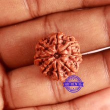 Load image into Gallery viewer, 8 Mukhi Nepalese Rudraksha - Bead No. 374
