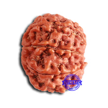 Load image into Gallery viewer, 8 Mukhi Nepalese Rudraksha - Bead No. 374
