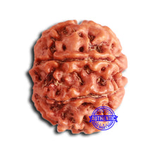 Load image into Gallery viewer, 8 Mukhi Nepalese Rudraksha - Bead No. 374
