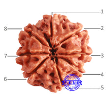 Load image into Gallery viewer, 8 Mukhi Nepalese Rudraksha - Bead No. 375
