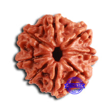 Load image into Gallery viewer, 8 Mukhi Nepalese Rudraksha - Bead No. 375
