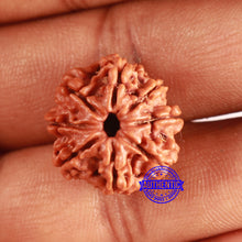 Load image into Gallery viewer, 8 Mukhi Nepalese Rudraksha - Bead No. 375
