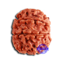 Load image into Gallery viewer, 8 Mukhi Nepalese Rudraksha - Bead No. 375
