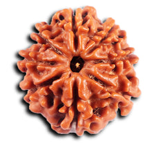 Load image into Gallery viewer, 8 Mukhi Nepalese Rudraksha - Bead No. 421
