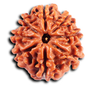 8 Mukhi Nepalese Rudraksha - Bead No. 421