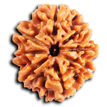 Load image into Gallery viewer, 8 Mukhi Nepalese Rudraksha - Bead No. 400
