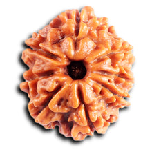 Load image into Gallery viewer, 8 Mukhi Nepalese Rudraksha - Bead No. 431
