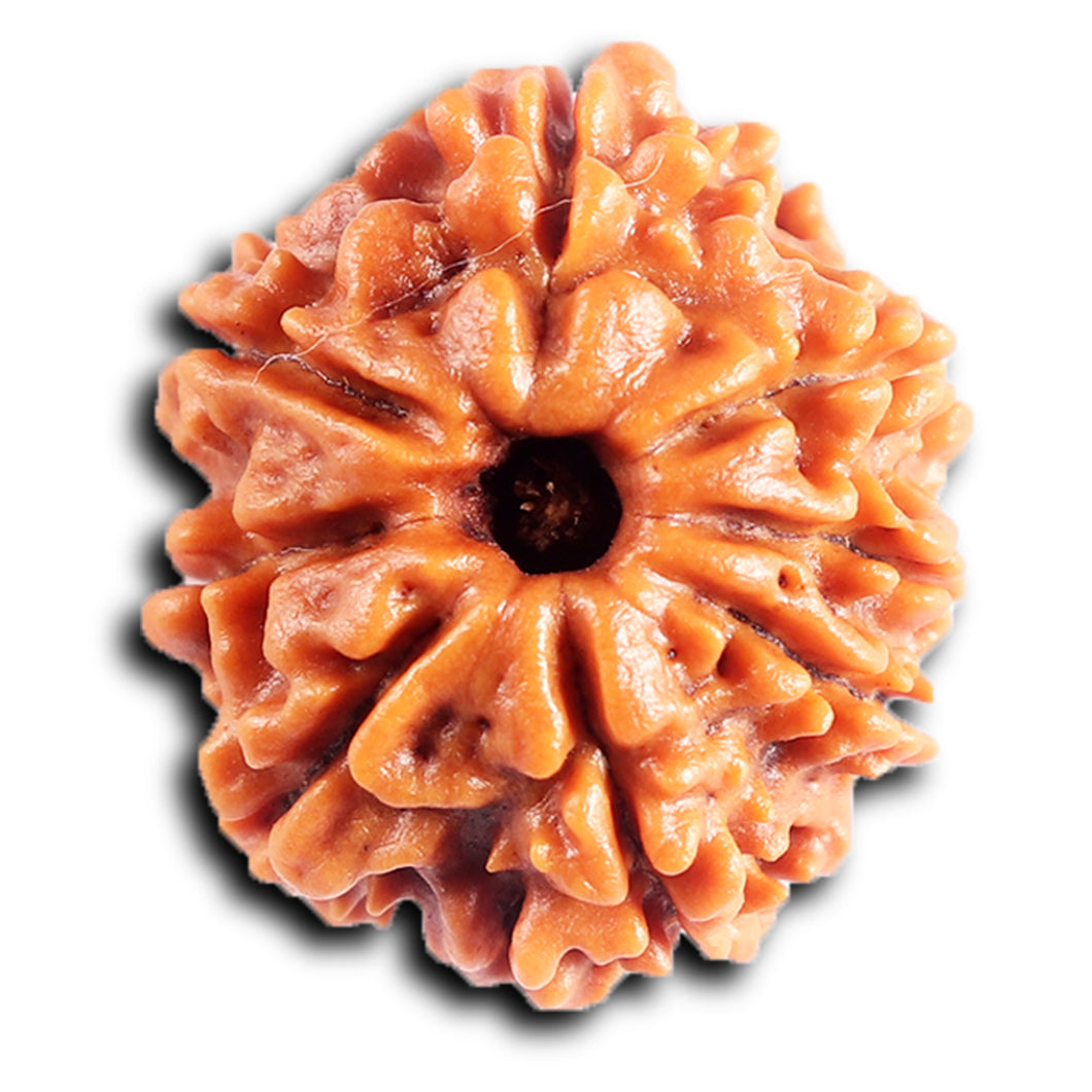 8 Mukhi Nepalese Rudraksha - Bead No. 431