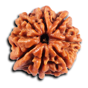 8 Mukhi Nepalese Ganesha  Rudraksha - Bead No.  436