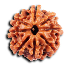 Load image into Gallery viewer, 8 Mukhi Nepalese Rudraksha - Bead No. 427
