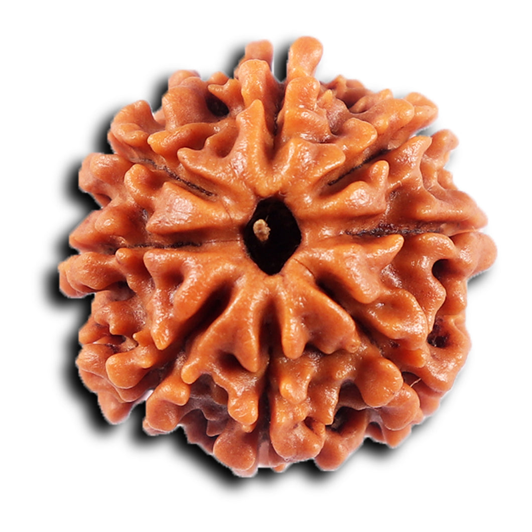 8 Mukhi Nepalese Rudraksha - Bead No. 427