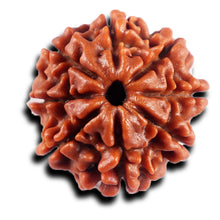 Load image into Gallery viewer, 8 Mukhi Nepalese Rudraksha - Bead No. 435
