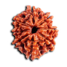 Load image into Gallery viewer, 8 Mukhi Nepalese Rudraksha - Bead No. 397
