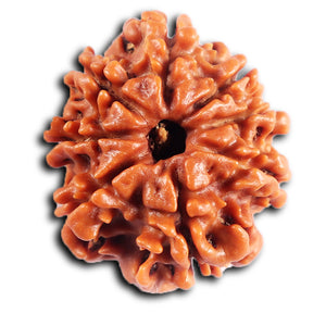 8 Mukhi Nepalese Rudraksha - Bead No. 394