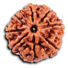 Load image into Gallery viewer, 8 Mukhi Nepalese Rudraksha - Bead No. 422
