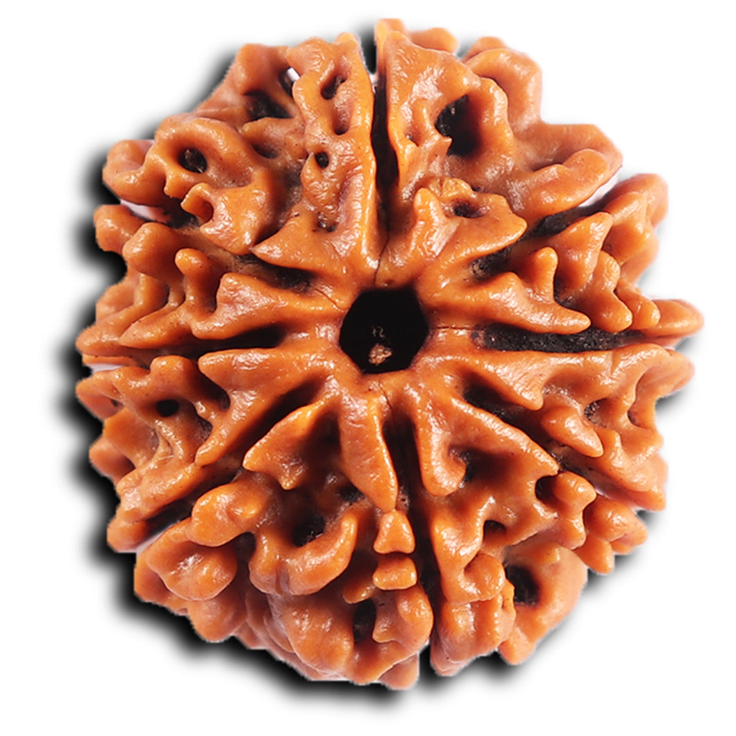 8 Mukhi Nepalese Rudraksha - Bead No. 410