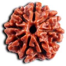 Load image into Gallery viewer, 8 Mukhi Nepalese Rudraksha - Bead No. 396
