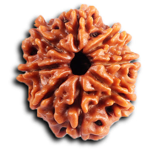 8 Mukhi Nepalese Rudraksha - Bead No. 412