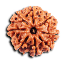 Load image into Gallery viewer, 8 Mukhi Nepalese Rudraksha - Bead No. 426
