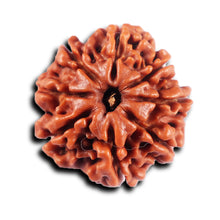 Load image into Gallery viewer, 8 Mukhi Nepalese Rudraksha - Bead No.  418
